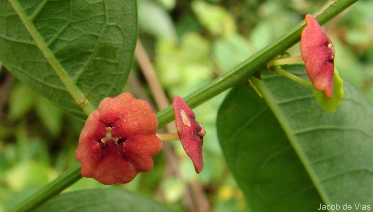 Phyllanthus androgynus (L.) Chakrab. & N.P.Balakr.